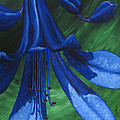 Flora Series-Number 12