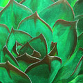 Flora Series-Number 3